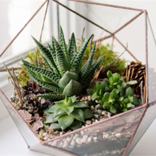 Event image for Make Your Own Terrarium
