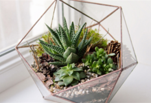 Event image for Make Your Own Terrarium