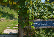 Event image for Lunch & Learn at Yale Farm