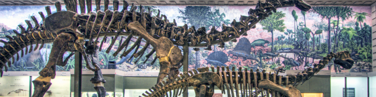 Dinasoaur skeleton in museum