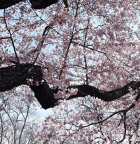 Event image for ISPY Meet-Up: Cherry Blossoms at Wooster Square Park